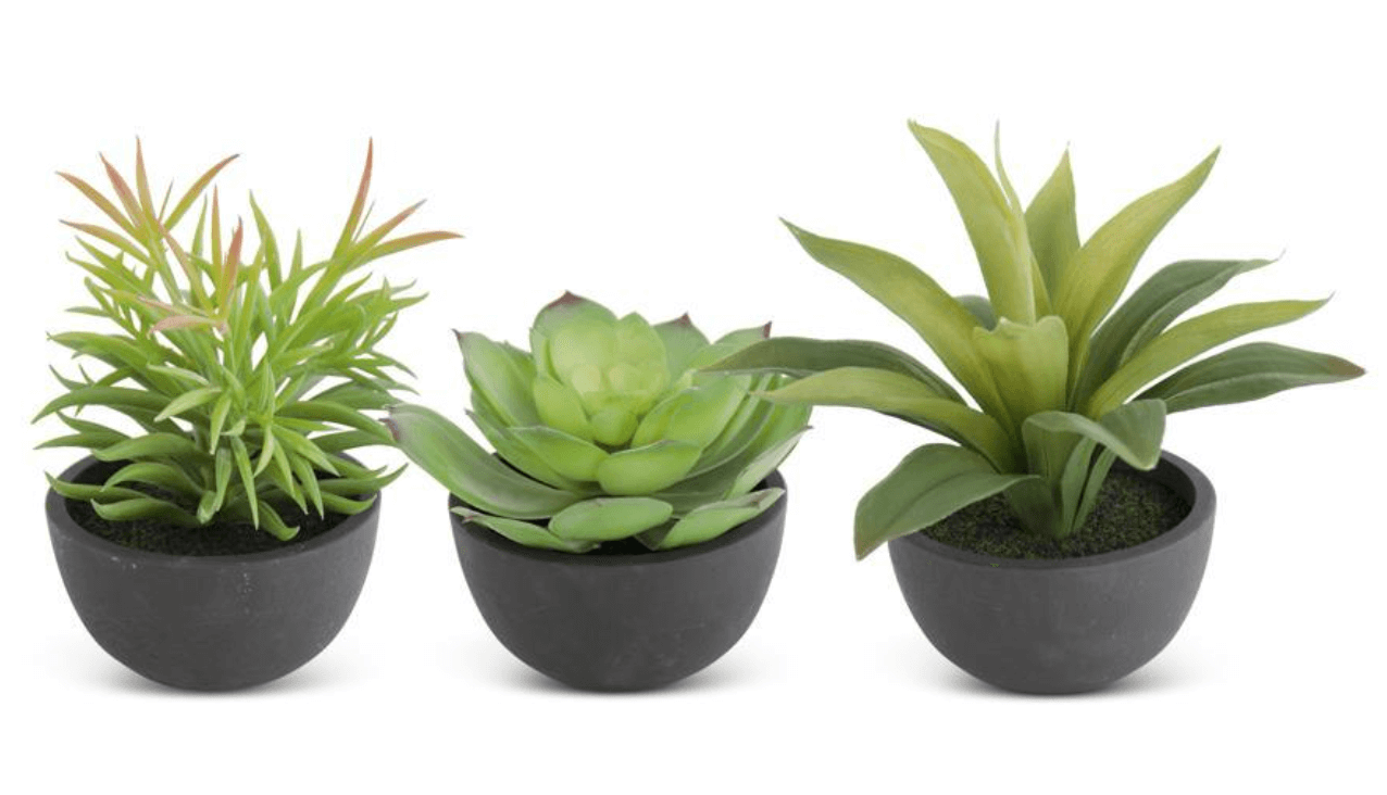 4.25 Inch Assorted Succulents in a black pot