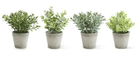 Mini Herb Plants in Grey Pots - Modern Kitchen & Home Herb Decor