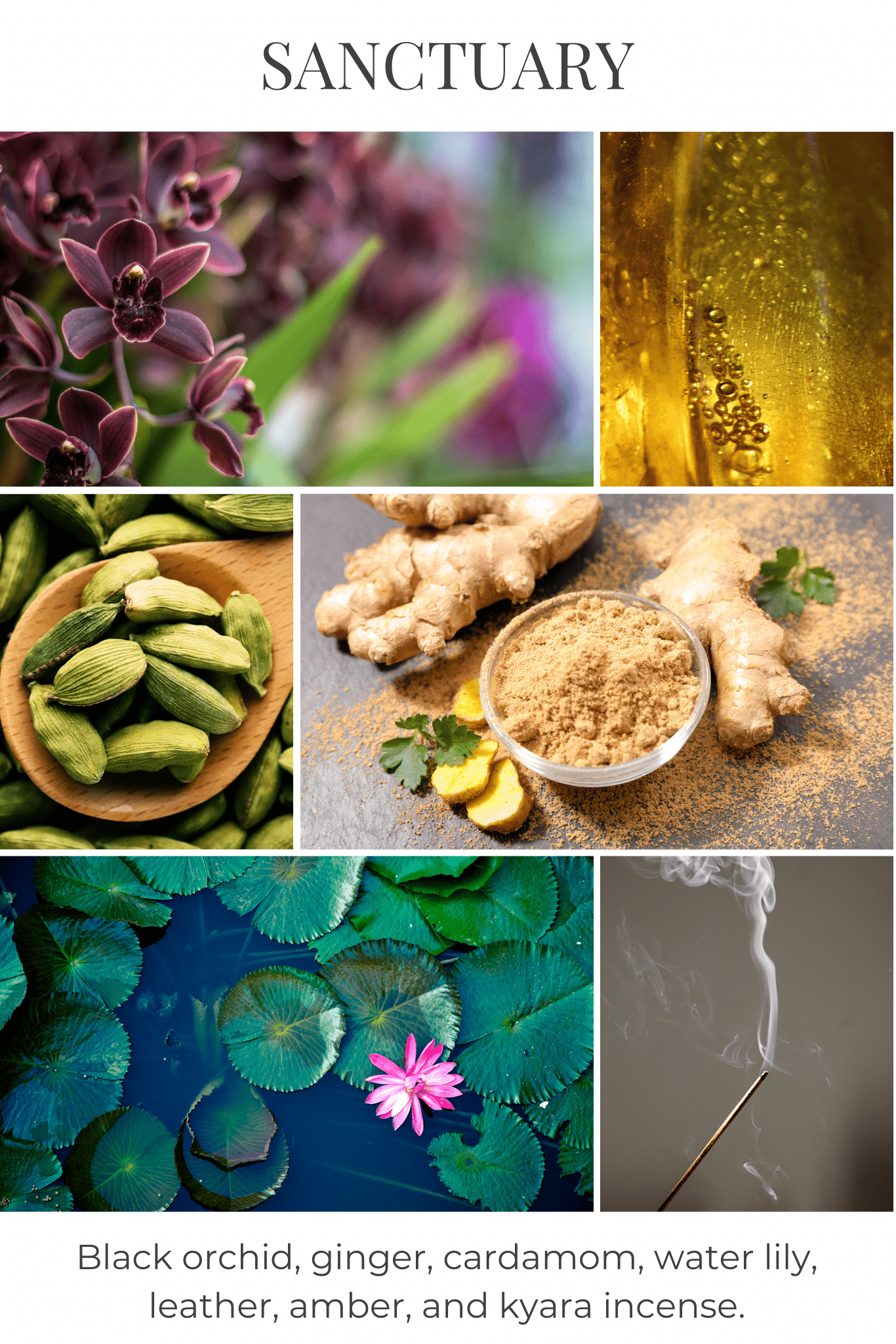 Collage of black orchid, ginger, cardamom, water lily, leather, and kyara incense with 'Sanctuary' branding.
