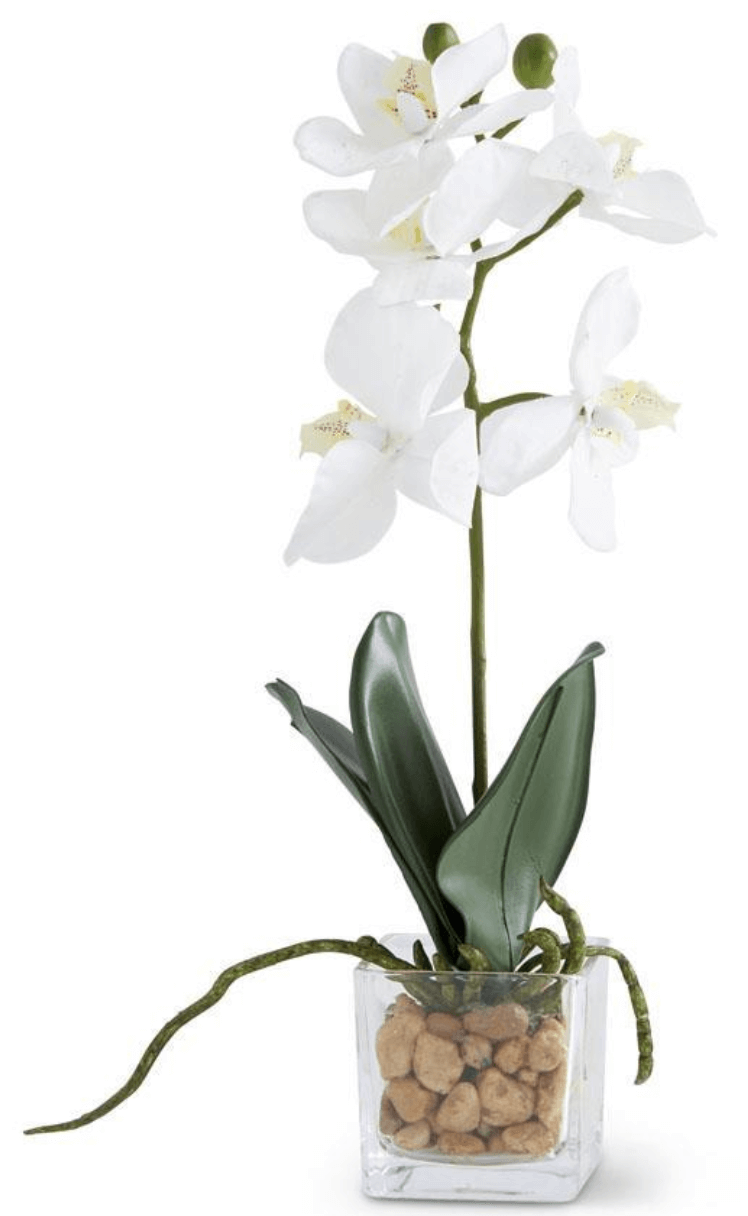 White Orchid In Square Glass Vase - Elegant Minimalist Floral Decor